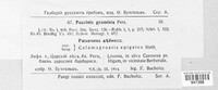 Puccinia graminis image